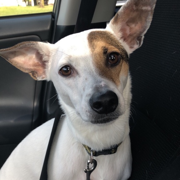 Meet your Posher, Leanna - Picture 3 of 4